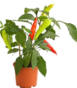 Pick-a-Hot Pep® Peperoni mit Früchten