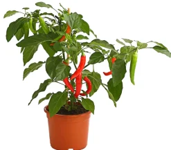 Pick-a-Hot Pep® Peperoni mit Früchten