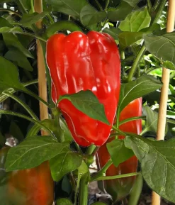Pick-a-Pep® Paprika, rot