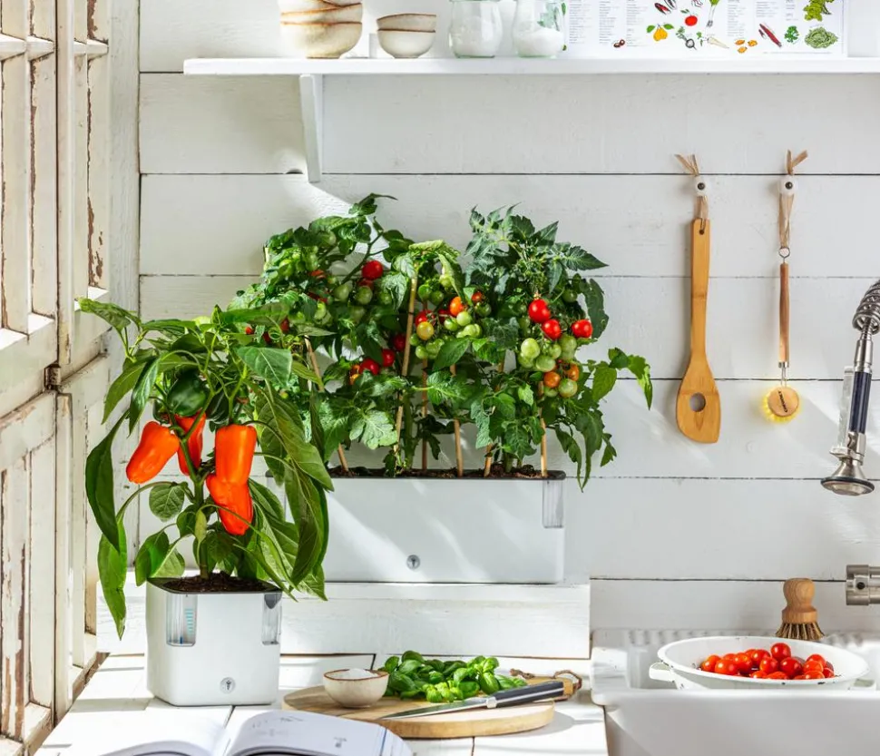 Pick-a-Pep® Paprika, rot
