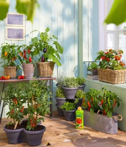 Pick-a-Pep® Snackpaprika mit Früchten