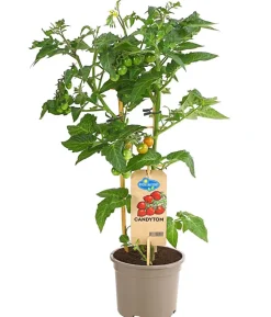Pick-a-Tom® Cocktailtomate 'Candy' mit Früchten