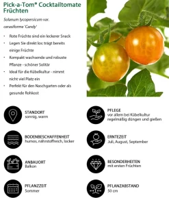 Pick-a-Tom® Cocktailtomate 'Candy' mit Früchten
