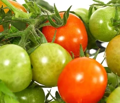 Pick-a-Tom® Cocktailtomate mit Früchten, rot