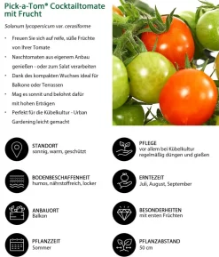 Pick-a-Tom® Cocktailtomate mit Früchten, rot