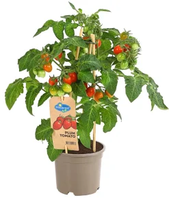 Pick-a-Tom® Pflaumentomate mit Früchten