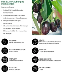 Pick-&-Joy® Aubergine mit Früchten