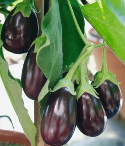 Pick-&-Joy® Aubergine mit Früchten