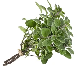 Pizza-Oregano