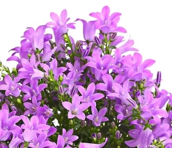 Polster-Glockenblume 'Ocean', 6er Schale