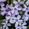 Polster-Phlox, verschiedene Farben