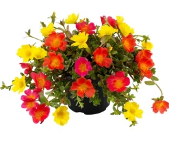Portulakröschen