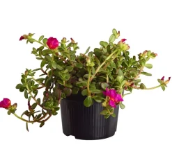 Portulakröschen