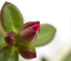 Portulakröschen