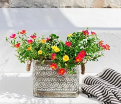 Portulakröschen