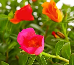 Portulakröschen, Ampel