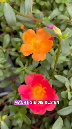 Portulakröschen, Schale