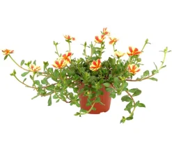 Portulakröschen, zweifarbig, verschiedene Sorten
