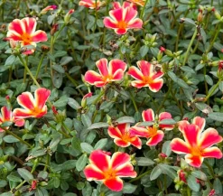 Portulakröschen, zweifarbig, verschiedene Sorten
