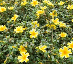 Portulakröschen, zweifarbig, verschiedene Sorten