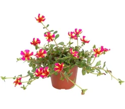 Portulakröschen, zweifarbig, verschiedene Sorten