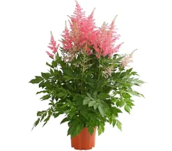 Prachtspiere, Astilbe