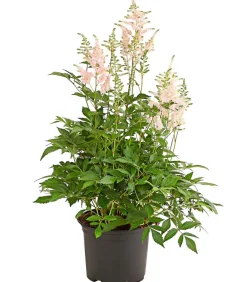 Prachtspiere, Astilbe, verschiedene Sorten
