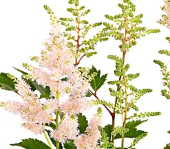 Prachtspiere, Astilbe, verschiedene Sorten