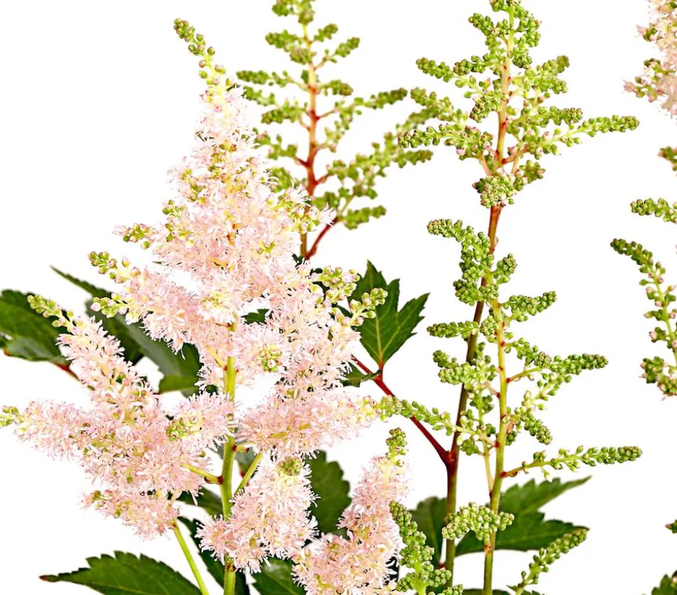 Prachtspiere, Astilbe, verschiedene Sorten