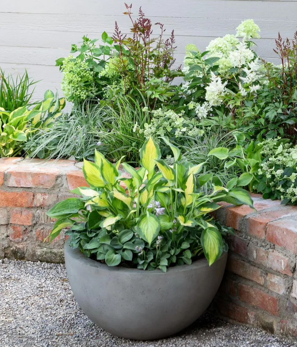 Prachtspiere, Astilbe, verschiedene Sorten