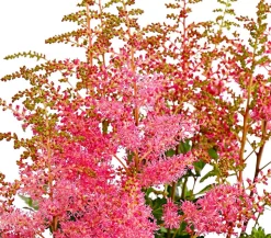 Prachtspiere, Astilbe, verschiedene Sorten