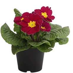 Primel, verschiedene Farben