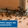 PROTECT HOME FormineX Ameisen-Köder Multi, 3 Stk.