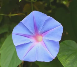 Prunkwinde