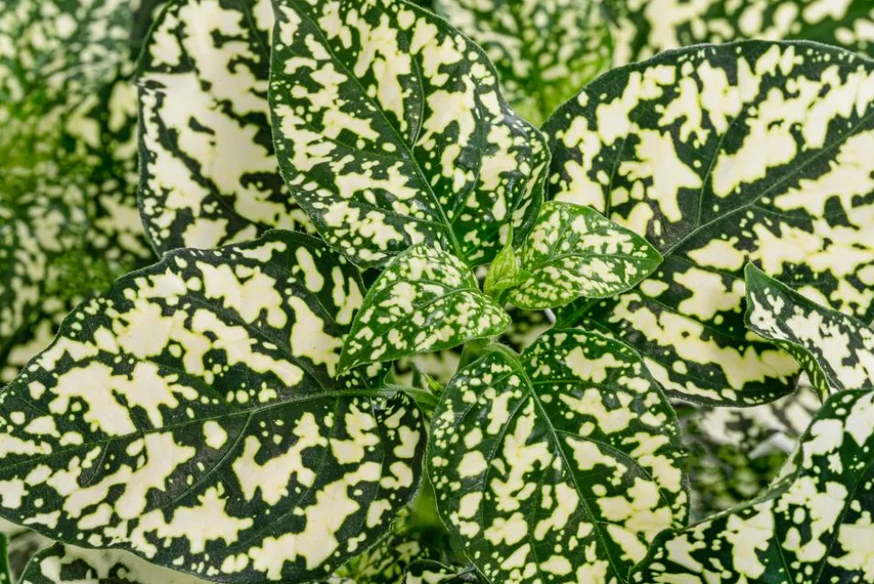 Punktblume 'Hippo', verschiedene Farben