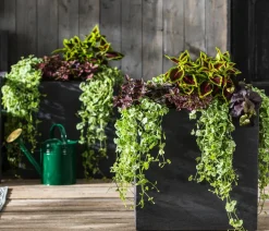 Punktblume 'Hippo', verschiedene Farben