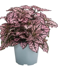 Punktblume 'Hippo', verschiedene Farben