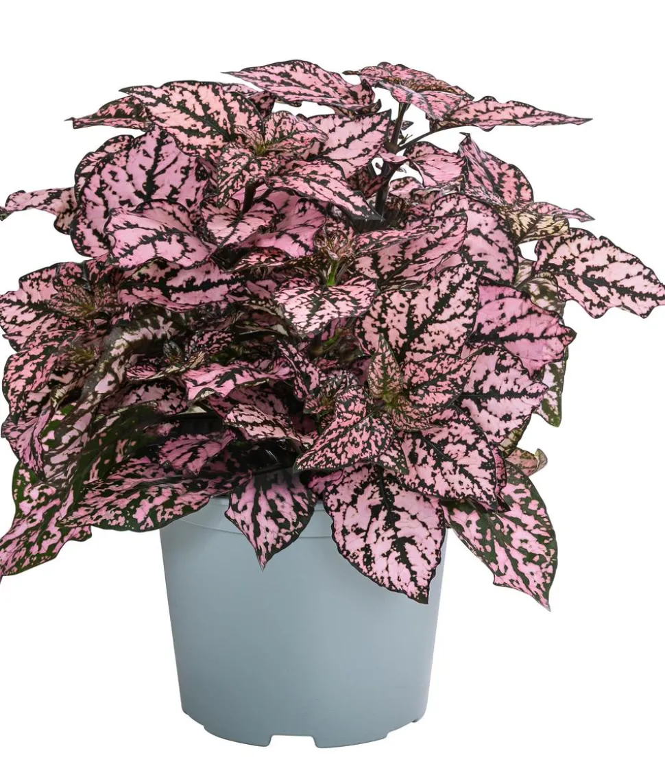 Punktblume 'Hippo', verschiedene Farben