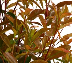 Purpur-Glanzmispel 'Red Robin'