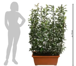 Purpur-Glanzmispel 'Red Robin', ca. 170 cm