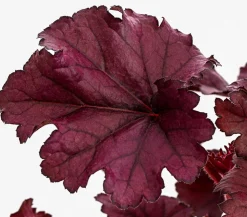 Purpurglöckchen 'Forever Purple'