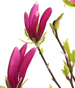 Purpur-Magnolie 'Susan'