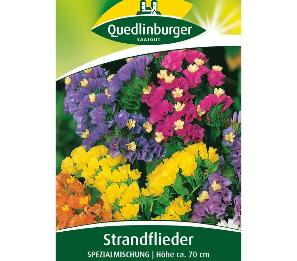 Quedlinburger Samen Strandflieder 'Spezialmischung'