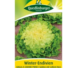 Quedlinburger Samen Winter-Endivien 'Gialla A Couore Pieno'
