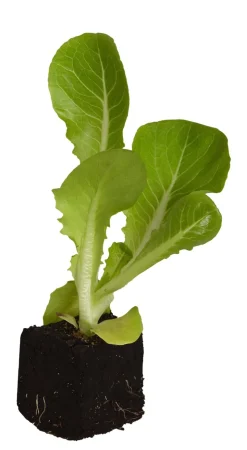 Radicchio, 6er Schale