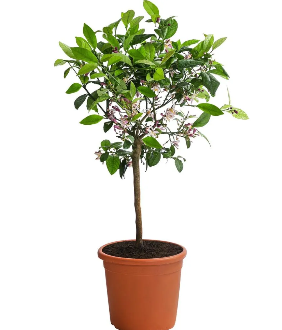 Rangpur-Limette 'Lima rossa'