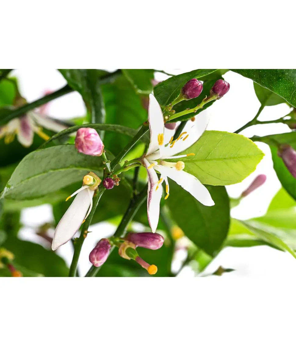 Rangpur-Limette 'Lima rossa'