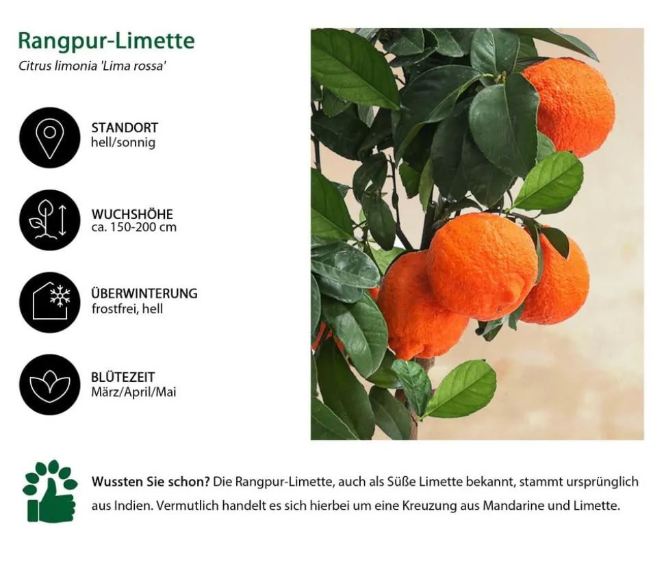 Rangpur-Limette 'Lima rossa'