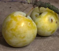 Reneklode 'Oullins Reneklode'