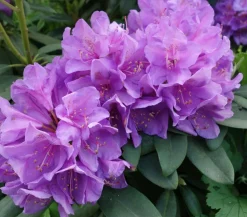 Rhododendron